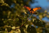 Resting Monarch